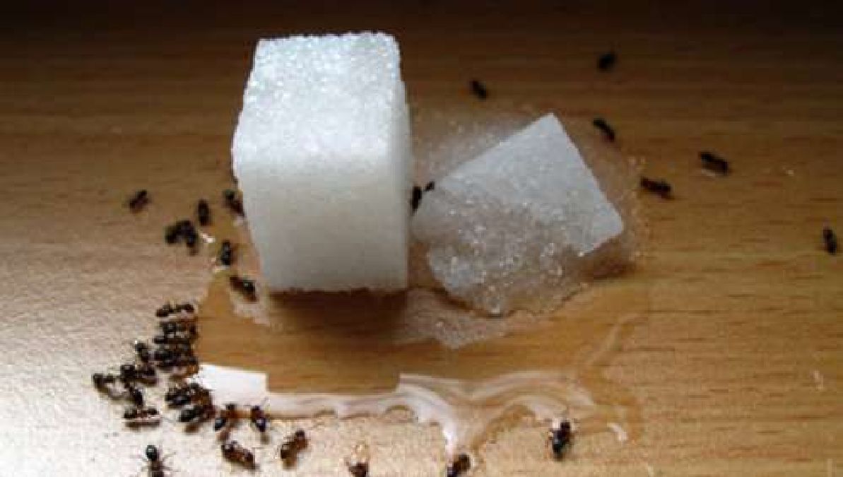 Anti-fourmis faits maison naturels et économiques